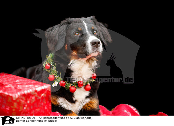 Berner Sennenhund im Studio / Bernese Mountain Dog in studio / KB-10896
