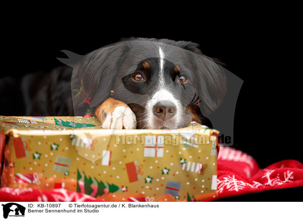 Berner Sennenhund im Studio / Bernese Mountain Dog in studio / KB-10897