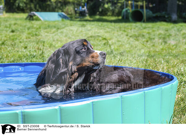 Berner Sennenhund / Bernese Mountain Dog / SST-23008