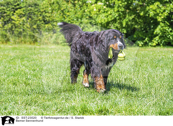 Berner Sennenhund / Bernese Mountain Dog / SST-23020