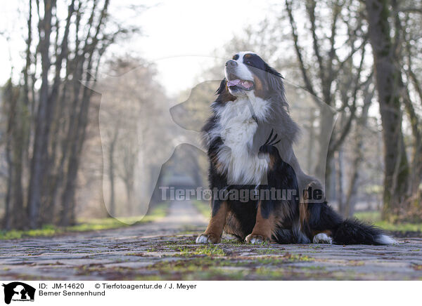 Berner Sennenhund / Bernese Mountain Dog / JM-14620