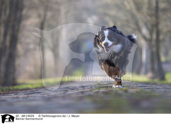 Berner Sennenhund / Bernese Mountain Dog / JM-14629