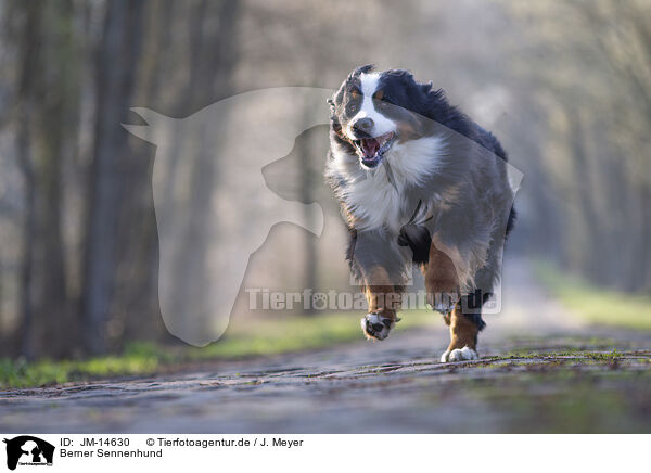 Berner Sennenhund / Bernese Mountain Dog / JM-14630
