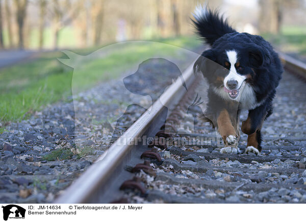Berner Sennenhund / Bernese Mountain Dog / JM-14634