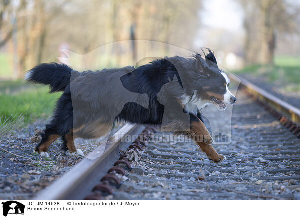 Berner Sennenhund / Bernese Mountain Dog / JM-14638