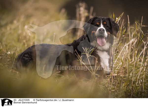 Berner Sennenhund / JQ-01005