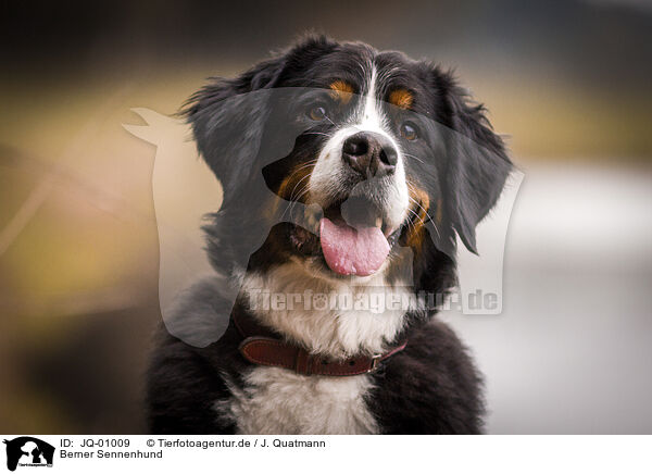 Berner Sennenhund / JQ-01009