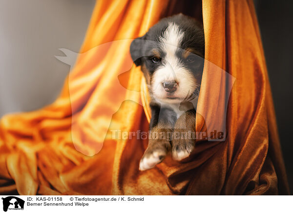 Berner Sennenhund Welpe / Bernese Mountain Dog Puppy / KAS-01158
