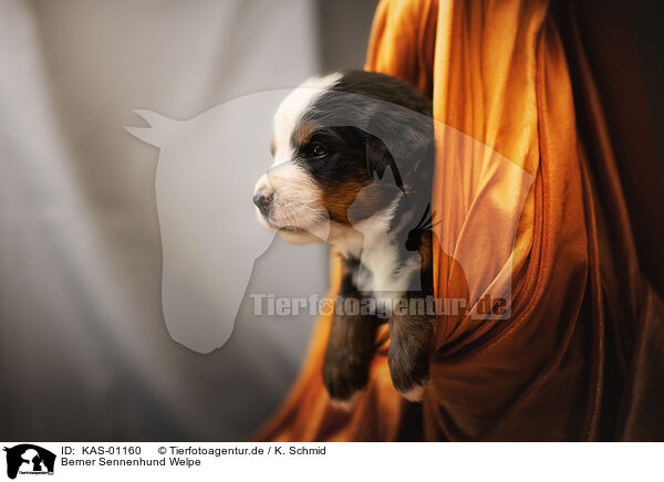 Berner Sennenhund Welpe / Bernese Mountain Dog Puppy / KAS-01160