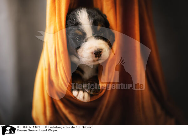 Berner Sennenhund Welpe / Bernese Mountain Dog Puppy / KAS-01161