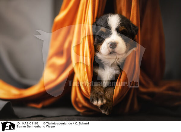 Berner Sennenhund Welpe / Bernese Mountain Dog Puppy / KAS-01162
