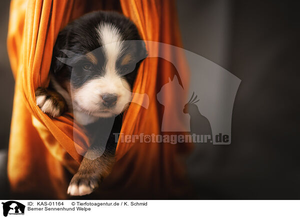 Berner Sennenhund Welpe / Bernese Mountain Dog Puppy / KAS-01164