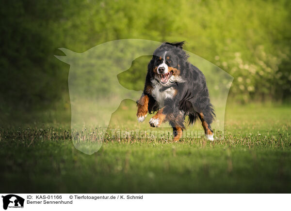Berner Sennenhund / KAS-01166