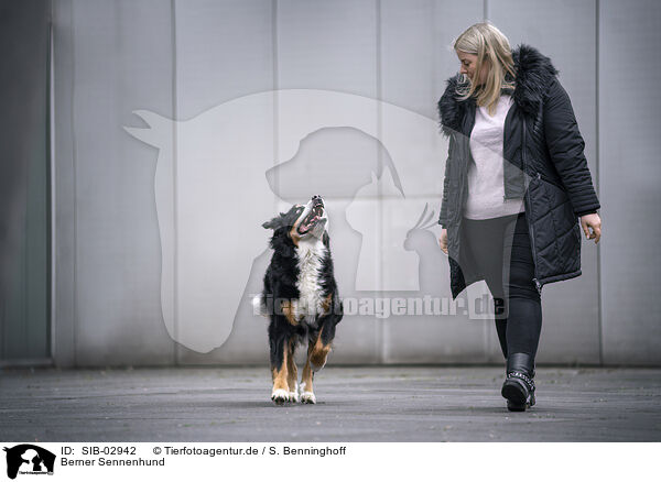 Berner Sennenhund / SIB-02942
