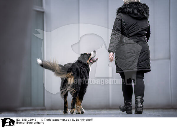 Berner Sennenhund / Bernese Mountain Dog / SIB-02946