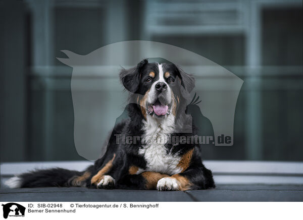 Berner Sennenhund / Bernese Mountain Dog / SIB-02948