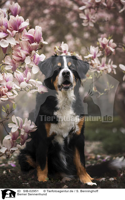 Berner Sennenhund / Bernese Mountain Dog / SIB-02951