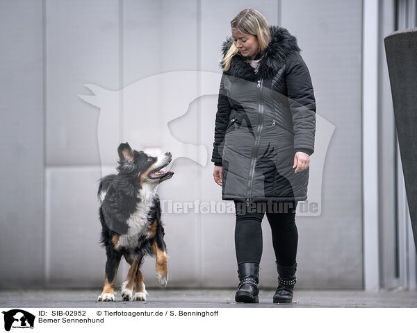 Berner Sennenhund / SIB-02952