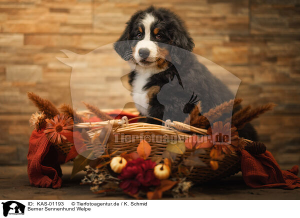 Berner Sennenhund Welpe / Bernese Mountain Dog Puppy / KAS-01193