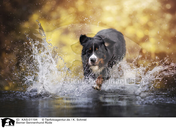 Berner Sennenhund Rde / KAS-01194