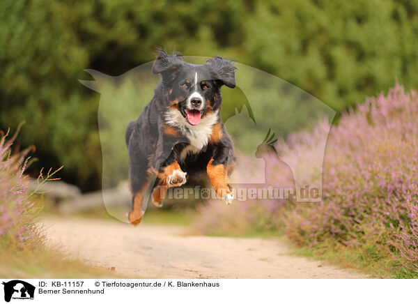Berner Sennenhund / Bernese Mountain Dog / KB-11157