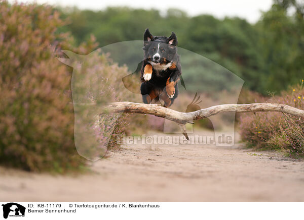 Berner Sennenhund / Bernese Mountain Dog / KB-11179