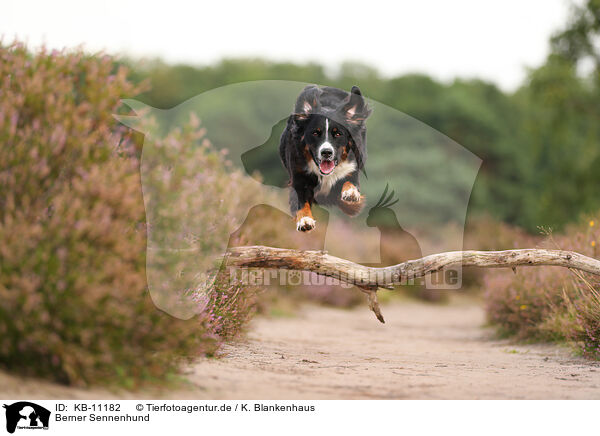 Berner Sennenhund / Bernese Mountain Dog / KB-11182