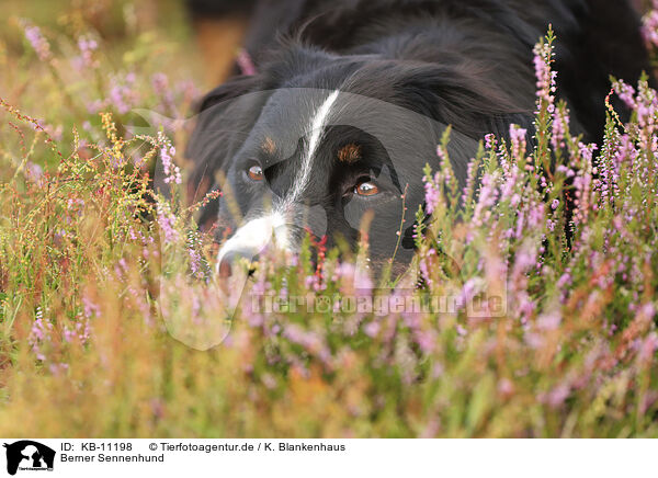 Berner Sennenhund / Bernese Mountain Dog / KB-11198