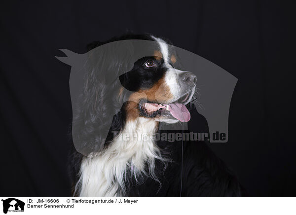 Berner Sennenhund / JM-16606