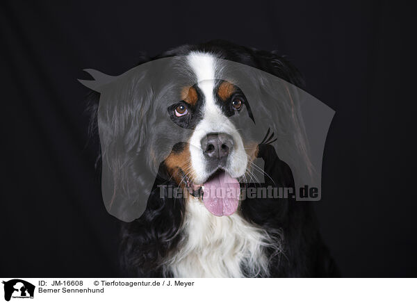 Berner Sennenhund / Bernese Mountain Dog / JM-16608