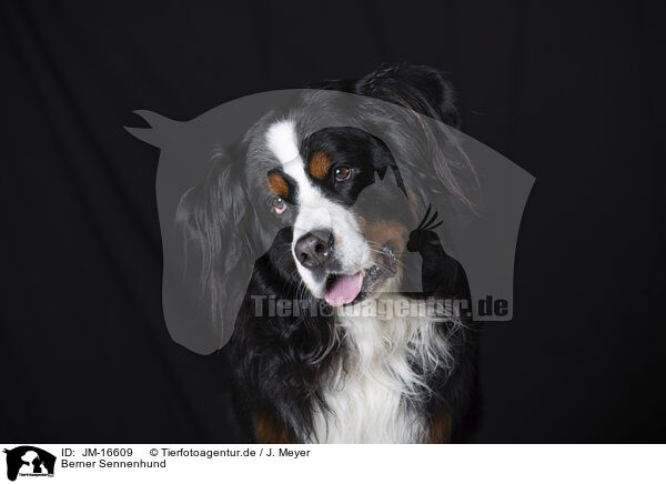 Berner Sennenhund / JM-16609