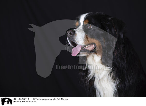 Berner Sennenhund / JM-16611