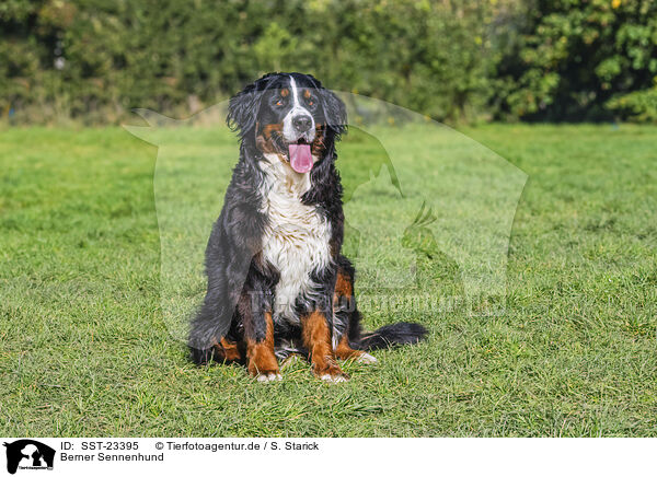 Berner Sennenhund / Bernese Mountain Dog / SST-23395