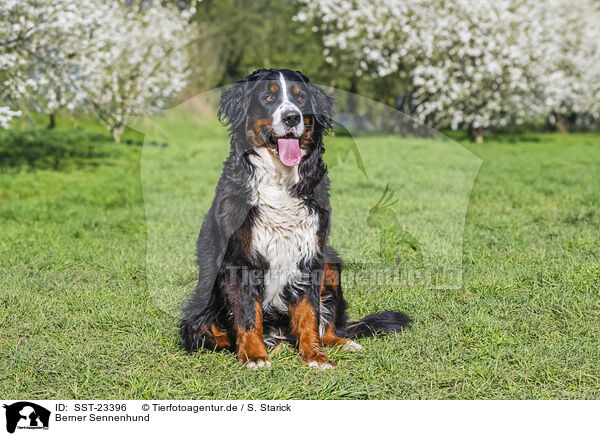 Berner Sennenhund / Bernese Mountain Dog / SST-23396