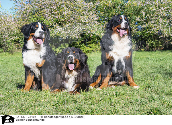 Berner Sennenhunde / Bernese Mountain Dogs / SST-23404