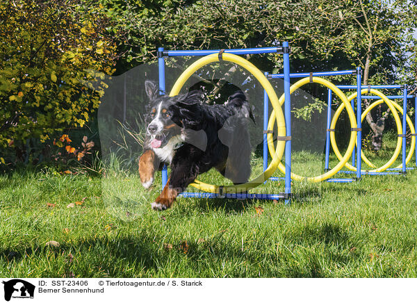 Berner Sennenhund / Bernese Mountain Dog / SST-23406