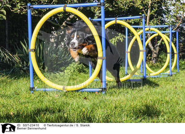 Berner Sennenhund / Bernese Mountain Dog / SST-23410