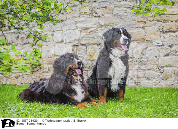 Berner Sennenhunde / Bernese Mountain Dogs / SST-23429