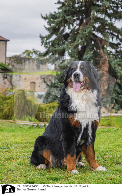 Berner Sennenhund / Bernese Mountain Dog / SST-23431