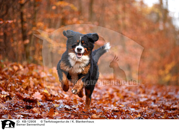 Berner Sennenhund / Bernese Mountain Dog / KB-12908