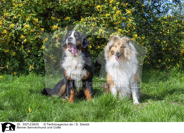 Berner Sennenhund und Collie / SST-23620