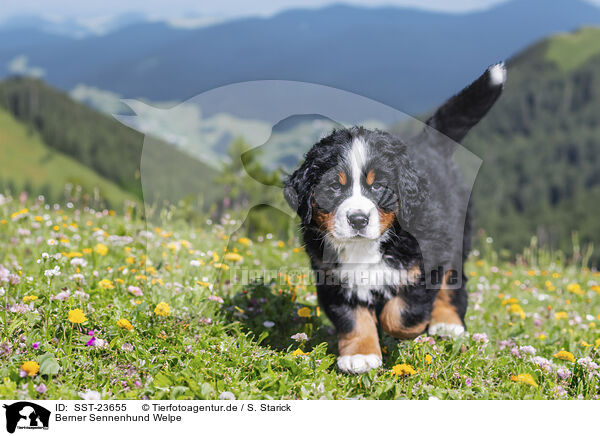 Berner Sennenhund Welpe / Bernese Mountain Dog Puppy / SST-23655