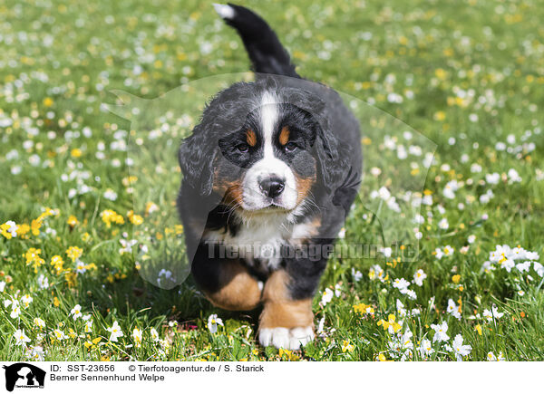 Berner Sennenhund Welpe / Bernese Mountain Dog Puppy / SST-23656