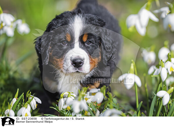 Berner Sennenhund Welpe / Bernese Mountain Dog Puppy / SST-23658