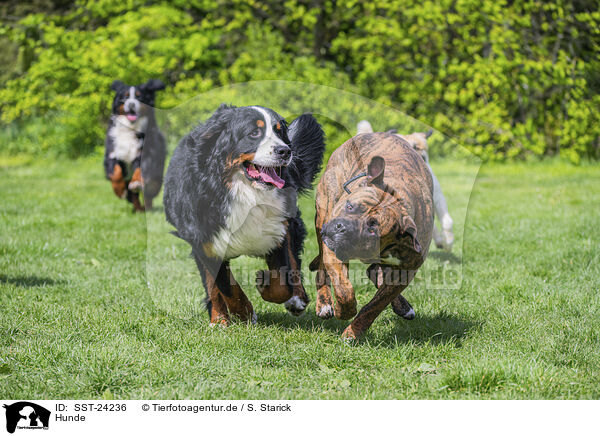 Hunde / SST-24236