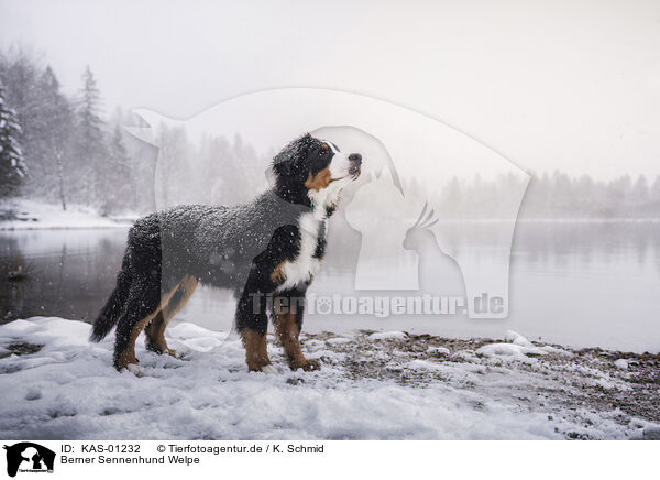 Berner Sennenhund Welpe / Bernese Mountain Dog Puppy / KAS-01232