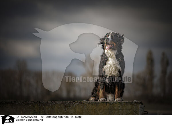Berner Sennenhund / Bernese Mountain Dog / KAM-02758