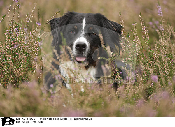 Berner Sennenhund / Bernese Mountain Dog / KB-14929
