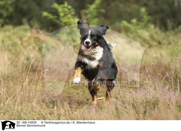 Berner Sennenhund / Bernese Mountain Dog / KB-14939