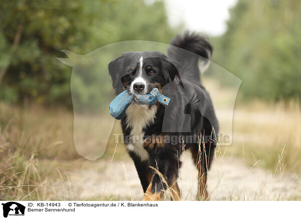 Berner Sennenhund / Bernese Mountain Dog / KB-14943